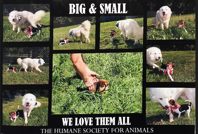 What Size Dog Is Right for You?