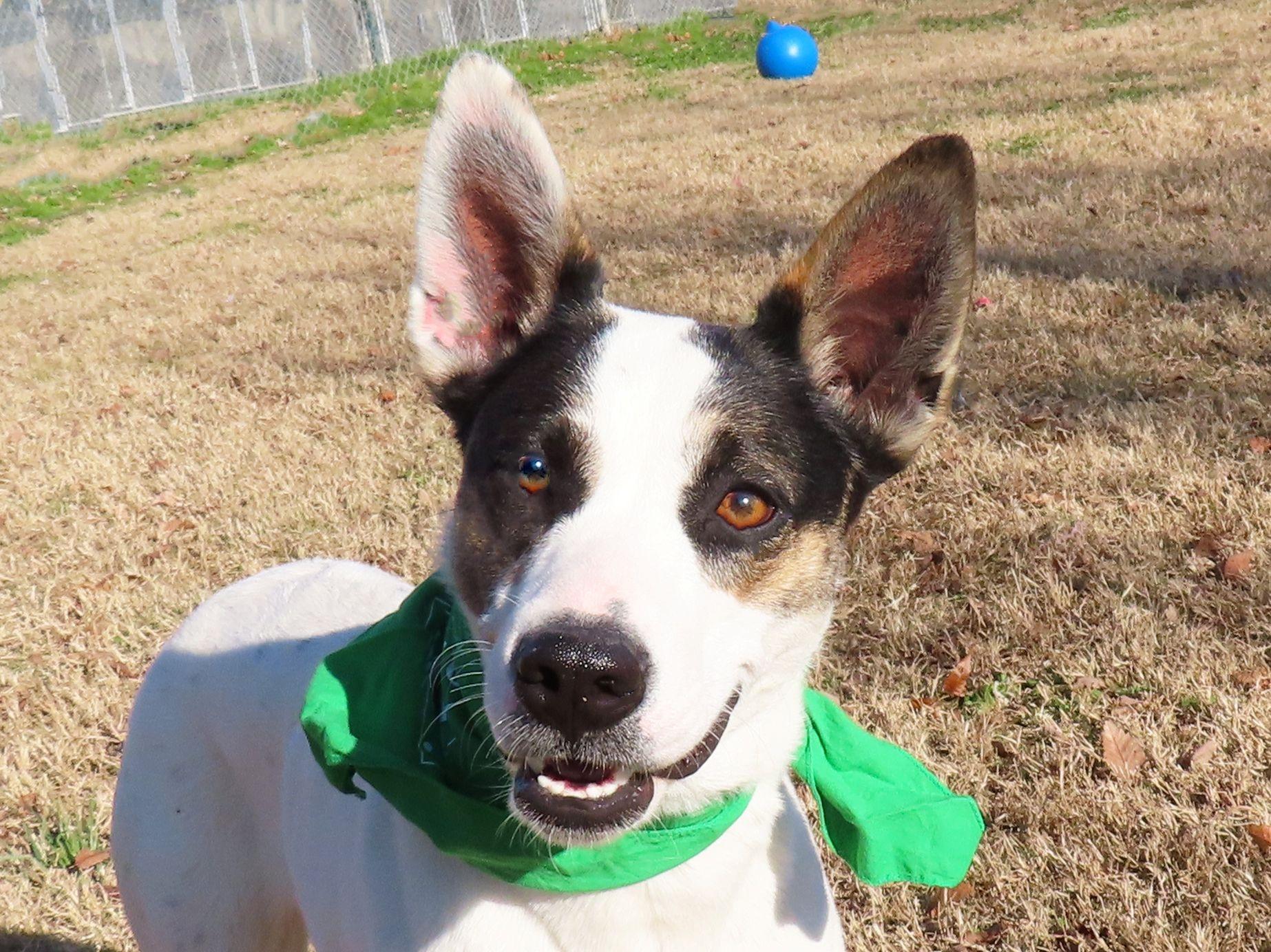 Do your part to help! Spay/Neuter Your Pet