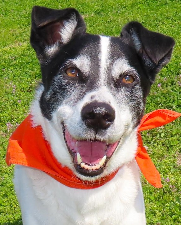 May 2026 Monthly Newsletter and Meet Sparky, our Pup of the Month!