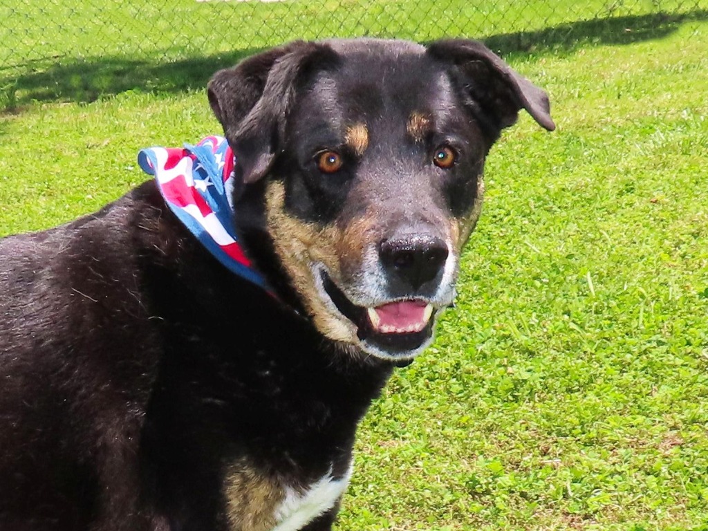 Our Pet of the Month is Casey Jones