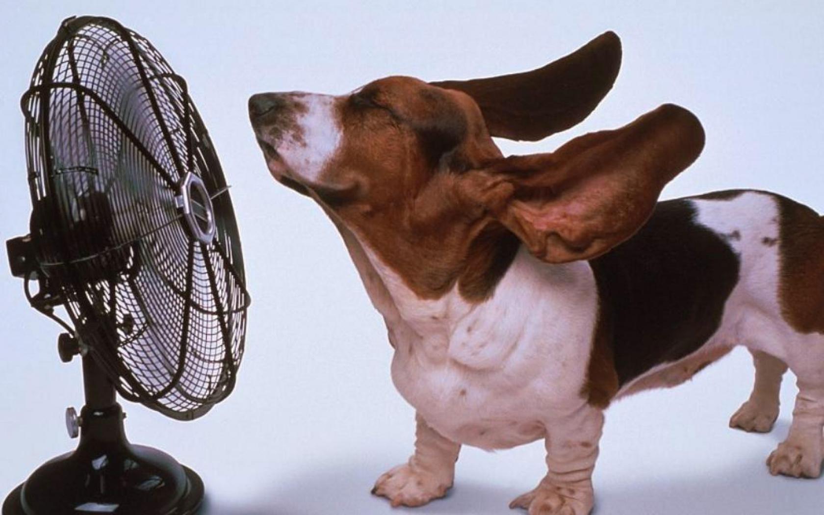 15 Dog Breeds That Can’t Handle the Summer Heat