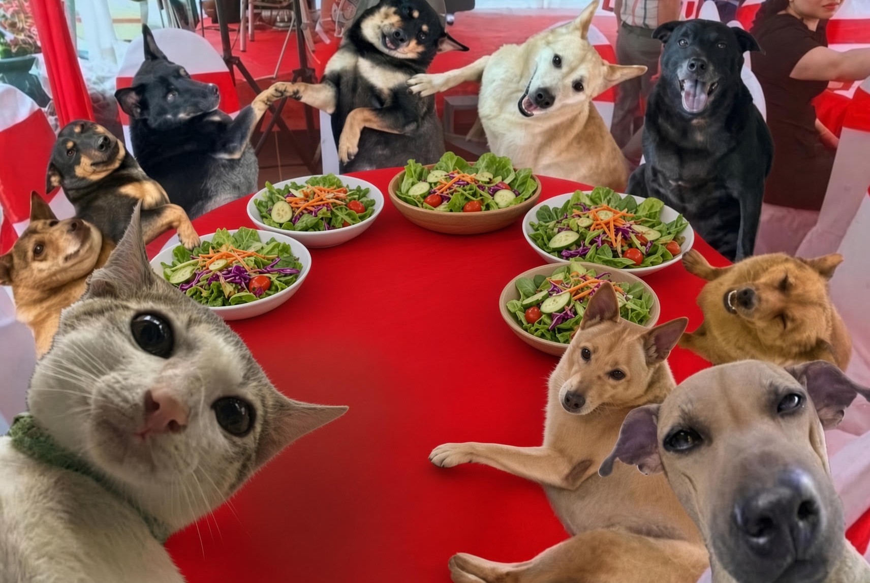 Can Food Borne Illnesses Affect Our Pets?